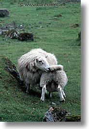 animals, england, europe, scotland, sheep, united kingdom, vertical, photograph