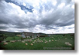 animals, big, england, europe, horizontal, scotland, sheep, skye, united kingdom, photograph