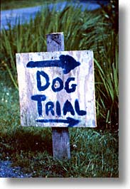 dogs, england, europe, scotland, trial, united kingdom, vertical, photograph