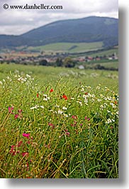 colorful, europe, fields, flowers, slovakia, vertical, wildflowers, photograph