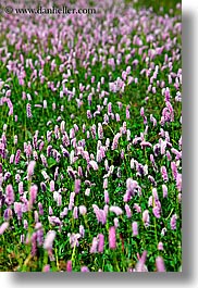 europe, fields, flowers, pink, purple, slovakia, vertical, photograph