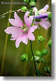 europe, flowers, pink, slovakia, vertical, photograph