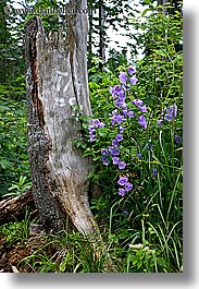 europe, flowers, purple, slovakia, stumps, trees, vertical, photograph