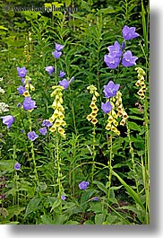 europe, flowers, purple, slovakia, vertical, yellow, photograph
