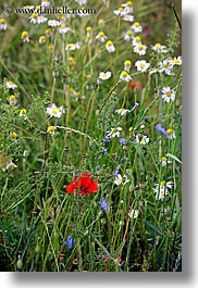 europe, flowers, poppies, red, slovakia, vertical, white, wildflowers, photograph