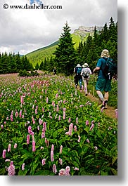 europe, hikers, hiking, slovakia, vertical, wildflowers, photograph
