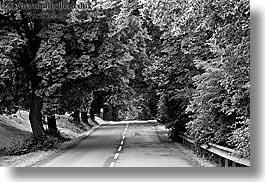 black and white, europe, horizontal, lined, nature, plants, roads, slovakia, streets, tree tunnel, trees, photograph