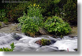 europe, flowers, flowing, horizontal, motion blur, rivers, slovakia, water, photograph