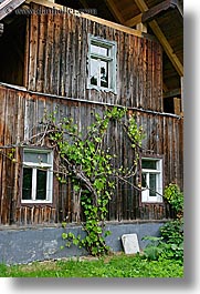 barn, bohinj, europe, ivy, slovenia, vertical, windows, photograph