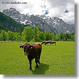 cows, europe, logarska dolina, mountains, slovenia, square format, photograph