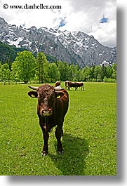 cows, europe, logarska dolina, mountains, slovenia, vertical, photograph