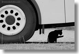 ansovell, black, black and white, cats, europe, horizontal, spain, wheels, white, photograph