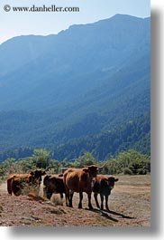 ansovell, bulls, cows, europe, mountains, nature, spain, vertical, photograph