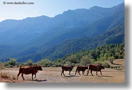 ansovell, bulls, cows, europe, horizontal, mountains, nature, spain, photograph