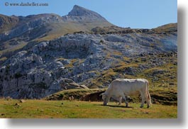 cows, europe, grazing, horizontal, mountains, mt bisaurin, nature, spain, photograph