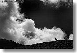 black and white, clouds, cows, europe, horizontal, mt bisaurin, silhouettes, spain, photograph
