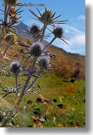 europe, flowers, mountains, mt bisaurin, nature, purple, spain, thistle, vertical, photograph
