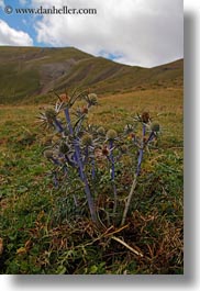 europe, flowers, mt bisaurin, nature, purple, spain, thistle, vertical, photograph