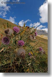 europe, flowers, mt bisaurin, nature, purple, spain, thistle, vertical, photograph