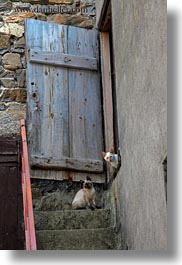 cats, doors, europe, spain, stairs, torla, vertical, photograph