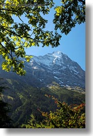 eiger, europe, grindelwald, leaves, mountains, nature, snowcaps, switzerland, trees, vertical, photograph