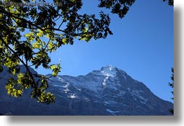 eiger, europe, grindelwald, horizontal, leaves, mountains, nature, snowcaps, switzerland, trees, photograph
