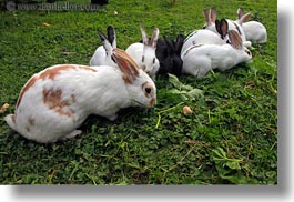 bunny, europe, gasterntal valley, horizontal, kandersteg, rabbits, switzerland, photograph