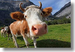 cows, europe, gasterntal valley, horizontal, kandersteg, mountains, switzerland, photograph