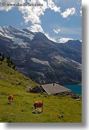 clouds, cows, europe, kandersteg, lake oeschinensee, mountains, nature, sky, snowcaps, switzerland, vertical, photograph