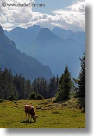 clouds, cows, europe, kandersteg, lake oeschinensee, mountains, nature, sky, switzerland, vertical, photograph