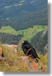 birds, black, europe, lucerne, mt pilatus, switzerland, vertical, photograph