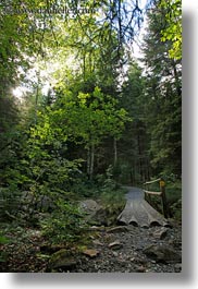 europe, forests, lucerne, mt pilatus, switzerland, vertical, photograph