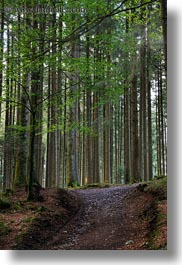 europe, forests, lucerne, mt pilatus, switzerland, vertical, photograph