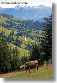 cows, europe, lucerne, mt rigi, switzerland, vertical, photograph