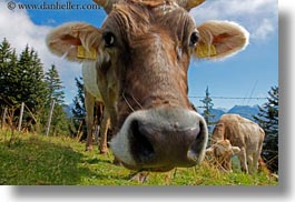 cows, europe, horizontal, lucerne, mt rigi, switzerland, photograph