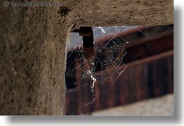 chateau de chillon, europe, horizontal, montreaux, spider, switzerland, web, photograph
