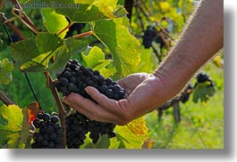 europe, grapes, hands, holding, horizontal, montreaux, red, switzerland, vines, photograph