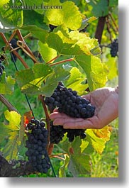 europe, grapes, hands, holding, montreaux, red, switzerland, vertical, vines, photograph
