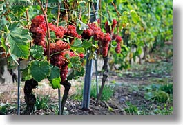 europe, grapes, horizontal, montreaux, roses, switzerland, vines, photograph