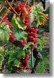europe, grapes, montreaux, roses, switzerland, vertical, vines, photograph