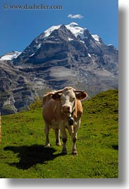 cows, europe, mountains, murren, nature, scenics, snowcaps, switzerland, vertical, photograph