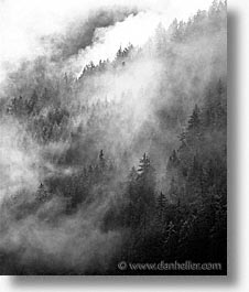 black and white, europe, foggy, scenics, switzerland, trees, vertical, photograph