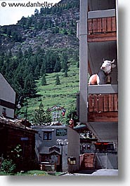apartments, cows, europe, switzerland, vertical, zermatt, photograph