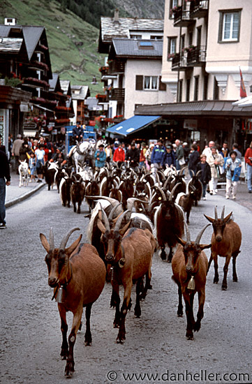 http://www.danheller.com/images/Europe/Switzerland/Zermatt/zermatt-goats-big.jpg