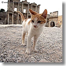 architectural ruins, cats, ephesus, europe, library, square format, turkeys, photograph