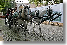 carriage, drawn, europe, horizontal, horses, istanbul, turkeys, photograph