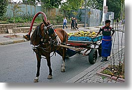 carts, europe, foods, horizontal, horses, istanbul, men, people, turkeys, photograph