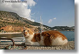 cats, europe, harbor, horizontal, kalkan, turkeys, photograph