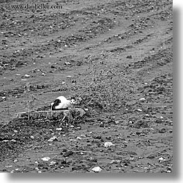 black and white, cats, europe, kalkan, mud, square format, stumps, turkeys, photograph