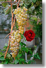 europe, fruits, grapes, kalkan, roses, turkeys, vertical, white, photograph